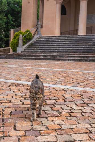 Close-up of a Beautiful Cat in Gibilmanna Sanctuary in Cefalù, Palermo, Sicily, Italy, Europe