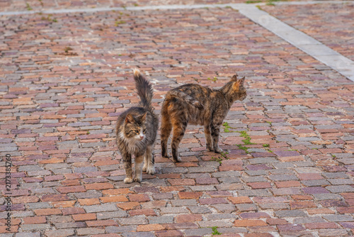 Beautiful Cats in Gibilmanna Sanctuary in Cefalù, Palermo, Sicily, Italy, Europe