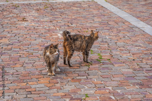 Beautiful Cats in Gibilmanna Sanctuary in Cefalù, Palermo, Sicily, Italy, Europe