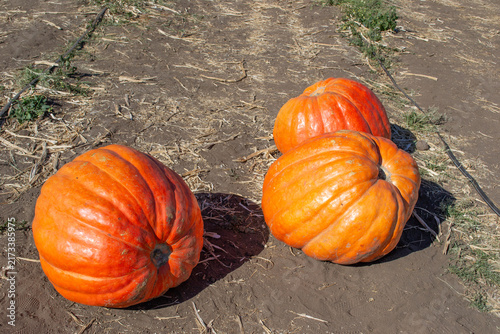 Canvastavla Three large bright orange pumpkins resting on dry ground in a pumpkin patch fiel