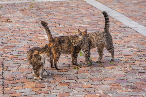 Beautiful Cats in Gibilmanna Sanctuary in Cefalù, Palermo, Sicily, Italy, Europe