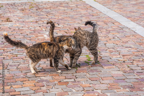 Beautiful Cats in Gibilmanna Sanctuary in Cefalù, Palermo, Sicily, Italy, Europe