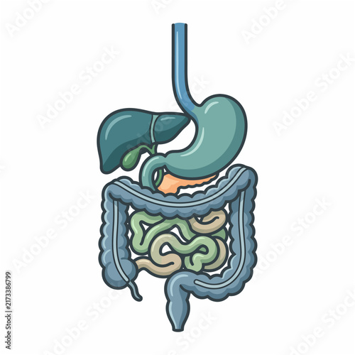 Foto Human digestive system anatomical internal organs illustration