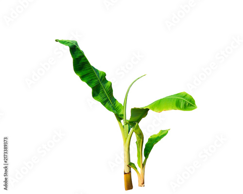 Canvastavla Young banana plant with green leaves with stands isolated transparent on transpa