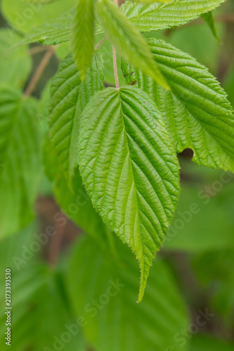 Wild Raspberry Leaves on a Forested Island in Bon Echo Provincial Park, Ontario