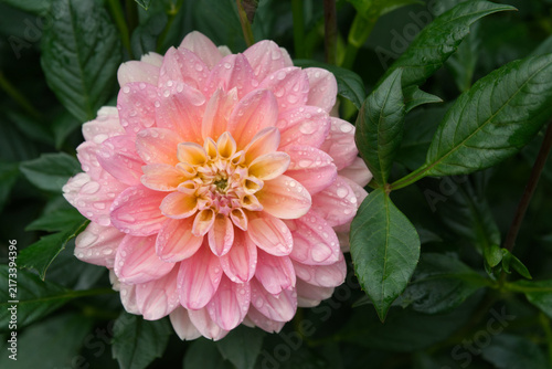 Cuadro en lienzo Water-lily type Dahlia with rain drops