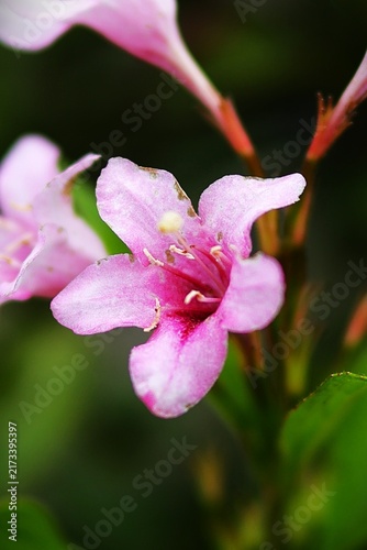 Close-up of pink weigela blossoms showing delicate trumpet-shaped peta