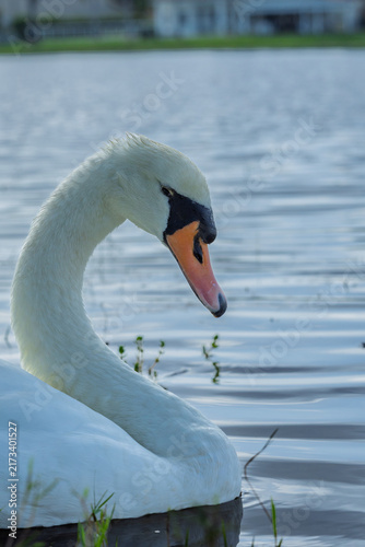 Foto South Florida mute swan is pure beauty and grace