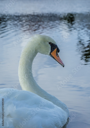 Quadro su tela Graceful South Florida mute swan swimming in the neighborhood pond