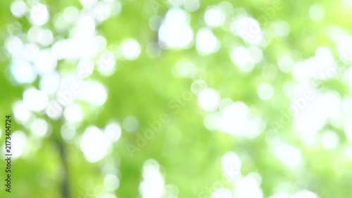 新緑の木漏れ日の様子。爽やかな光の風景。ゆらゆら揺れる光。風に揺れる葉っぱ。木陰の風景。スローモーション。