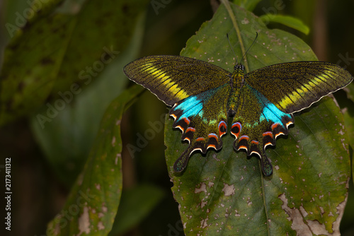Detailed close-up photograph of a woolly-branded peacock (Papilio polyctor) butterfly resting on a green leaf in its natural habitat in Himachal Pradesh, India, during a summer morning.