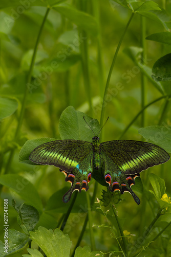 Freshly emerged woolly-branded peacock butterfly papilio polyctor resting in natural habitat during summer morning