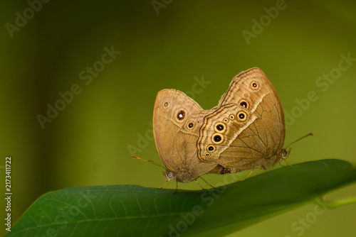 Close-up photograph showing two common bushbrown butterflies (Mycalesis perseus) mating on a green leaf in a natural Himalayan habitat of Himachal Pradesh, India, during the monsoon season.