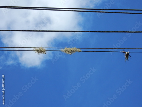 Obraz na płótnie Título: Musgo creciendo sobre el tendido eléctrico en Cayey, Puerto Rico