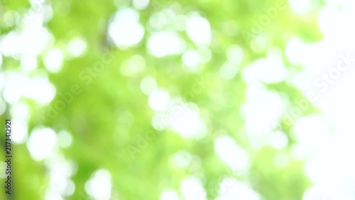 新緑の木漏れ日の様子。爽やかな光の風景。ゆらゆら揺れる光。風に揺れる葉っぱ。木陰の風景。スローモーション。