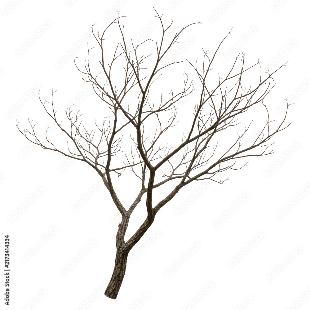 Fototapeta premium Bare winter tree with thin branches on a cold day