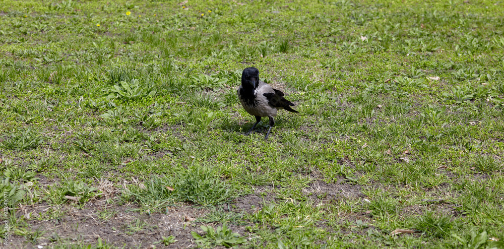 Obraz premium Crow standing on green grass lawn in city park