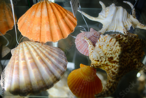 Fotografie Bright orange pink scallop shells and textured conch shell arranged on a glass shelf in a marine biology collection display