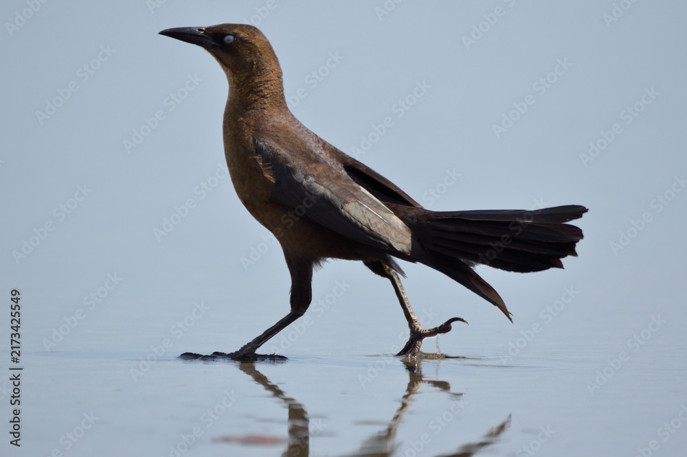 Obraz premium Great-tailed grackle walking in shallow water on the beach in Santa Catalina, Panama