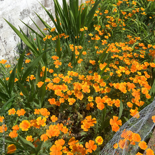 Vibrant orange poppies in a garden flowerbed