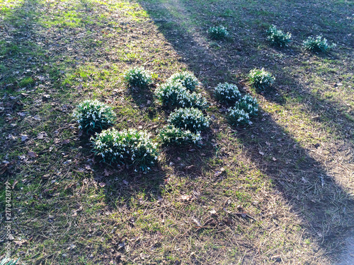 Snowdrops blooming in early spring grass