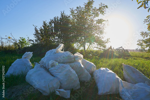 White sacks with potato harvest piled on green grass on agricultural field, Harvest time concept with full polypropylene bags on farmland outdoors