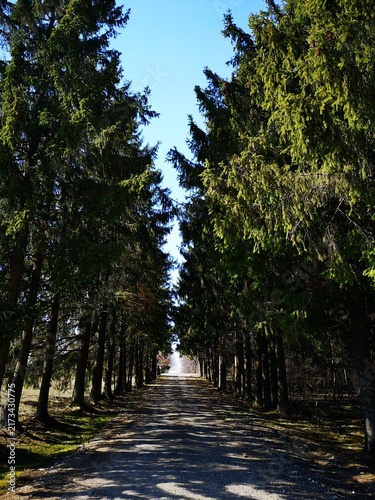 Foto A straight unpaved road leads through rows of tall evergreen trees toward a bright opening in the distance