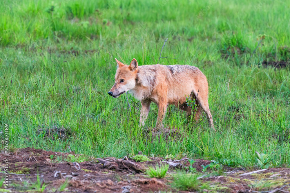 Fototapeta premium Wild grey wolf (Canis lupus) in Finland - selective focus
