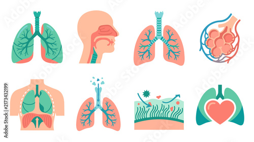 Human respiratory system anatomy vector icon set including lungs trachea nasal cavity alveoli diaphragm bronchial tree cilia virus protection heart connection isolated on white background