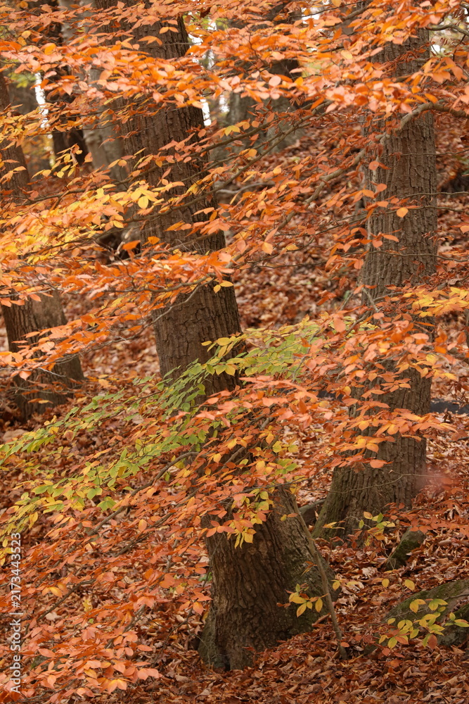 Fototapeta premium Forest in fall season