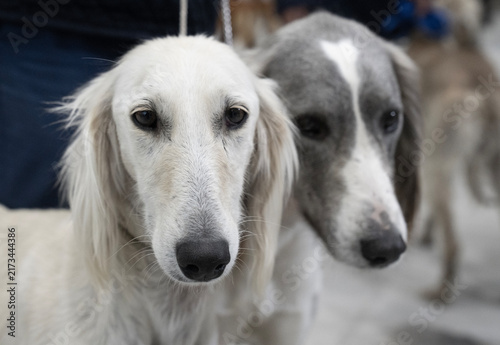 Картината върху платно Two Tazy dogs standing together outdoors, showing the distinctive features of the traditional Central Asian sighthound breed