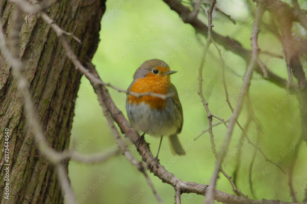Obraz premium European robin red breast sitting on a branch of a tree.Nature ,wild birds, birdwatching, forest fauna ,wildlife protection