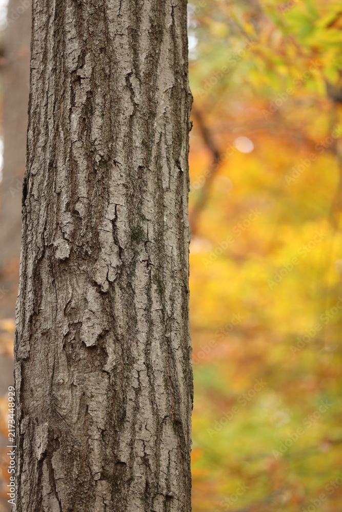 Obraz premium Forest in fall season