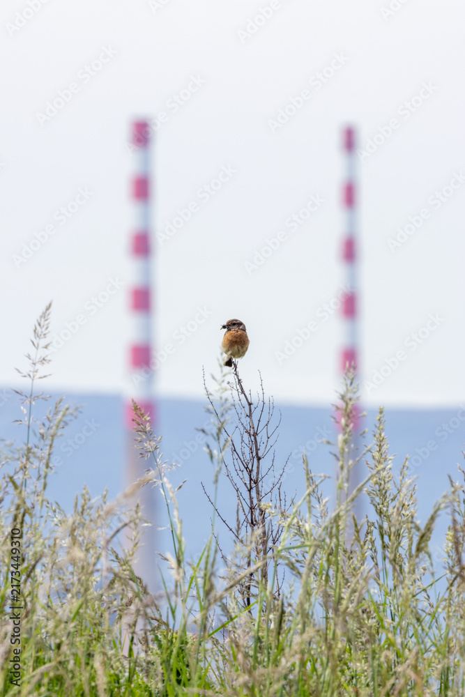 Naklejka premium Stonechat with the Poolbeg chimneys behind