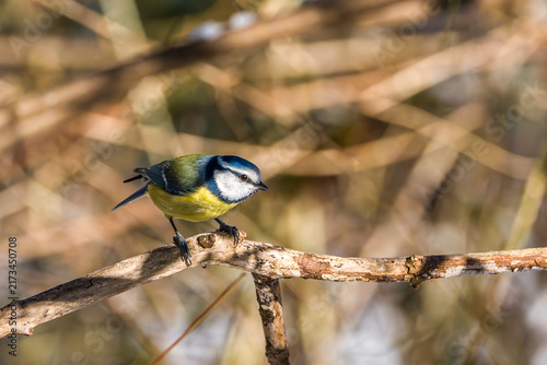 Canvastavla The Eurasian blue tit, Cyanistes caeruleus is a small passerine bird in the tit family, Paridae