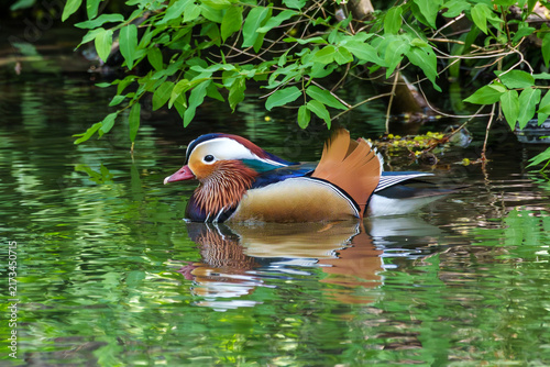 Fotografie The mandarin duck, Aix galericulata at a lake in Munich, Germany