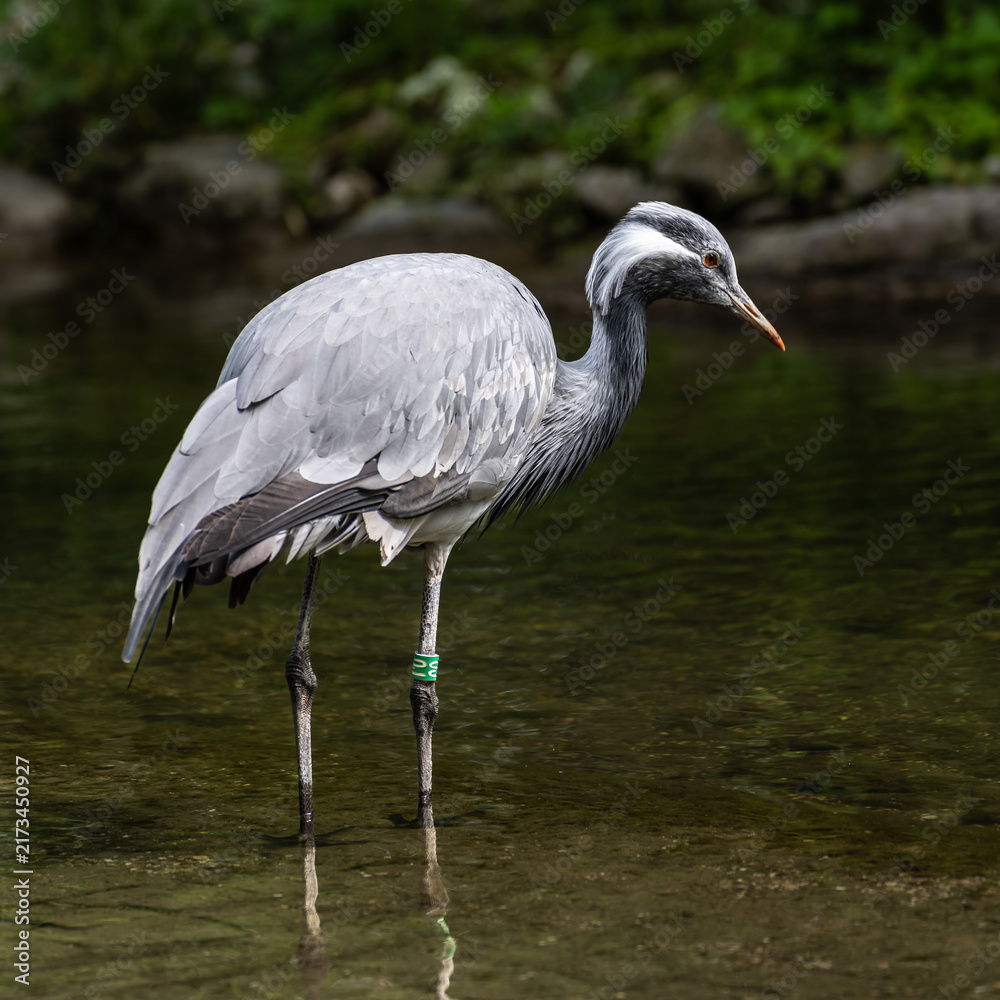 Naklejka premium The Blue Crane, Grus paradisea, is an endangered bird