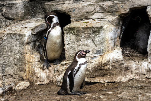 фотографія Humboldt Penguin, Spheniscus humboldti in a park