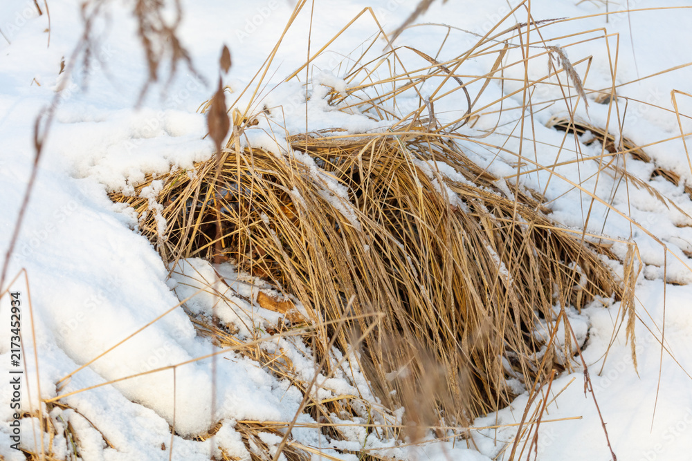 Naklejka premium Snow blankets dry grasses in a quiet winter scene