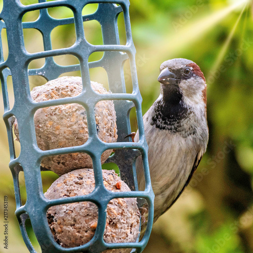 Foto A sparrow pecks at a suet cake in a bird feeder.