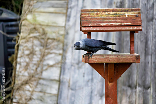 Cuadro en lienzo A jackdaw perches on a wooden bird feeder.
