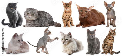 Foto Cute cats of various breeds on white background, collection