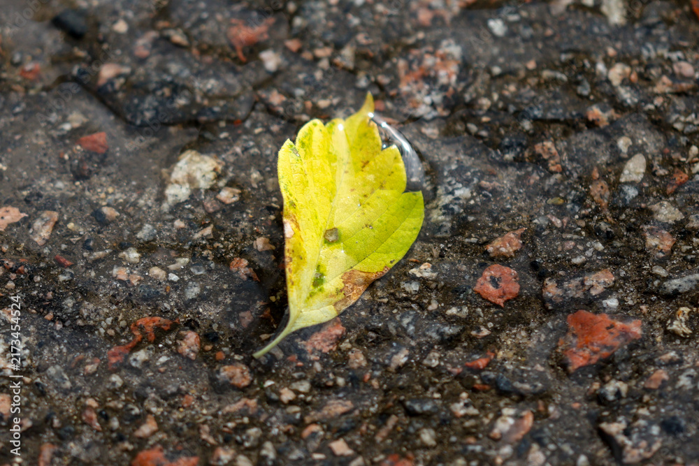 Naklejka premium Yellow leaf rests on wet, cracked pavement
