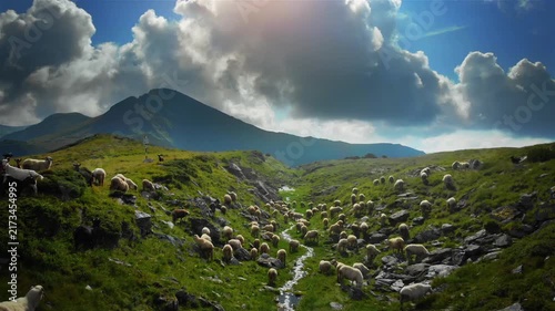Sheep grazing near mountain spring, green grass and fresh water in abundance, aerial view 4k
