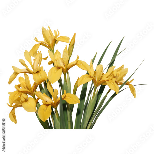 Bright yellow iris flowers arranged in a natural bouquet transparent background
