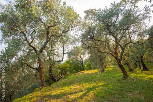 Canvas Print Sunlit olive orchard on a rolling hillside with ancient trees and serene Mediter