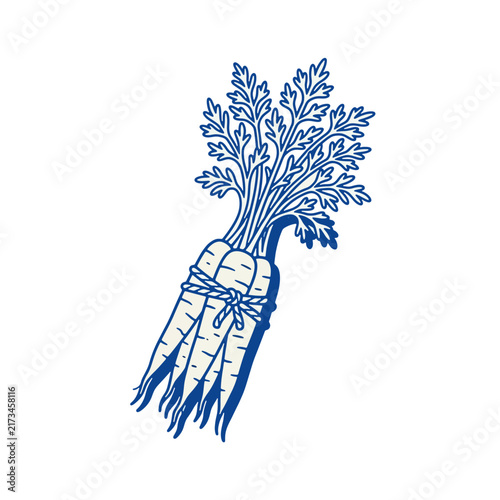 Bunch of fresh carrots tied with twine hand drawn blue line art vector illustration isolated on white background