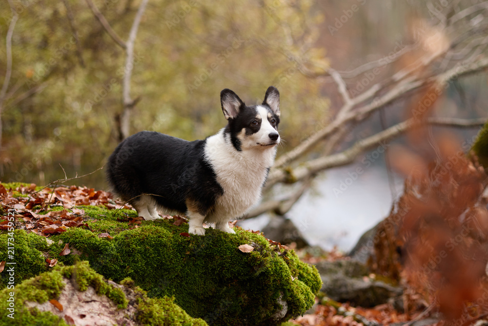 Fototapeta premium A black and white Corgi stands alert on a rock covered in moss under golden forest light. The background is full of yellow leaves and blurred trees.