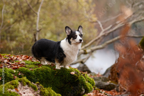 A black and white Corgi stands alert on a rock covered in moss under golden forest light. The background is full of yellow leaves and blurred trees.