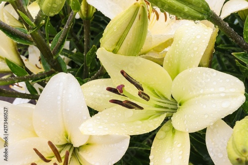 Quadro su tela Flowers are blooming in a garden with water drops on their petals